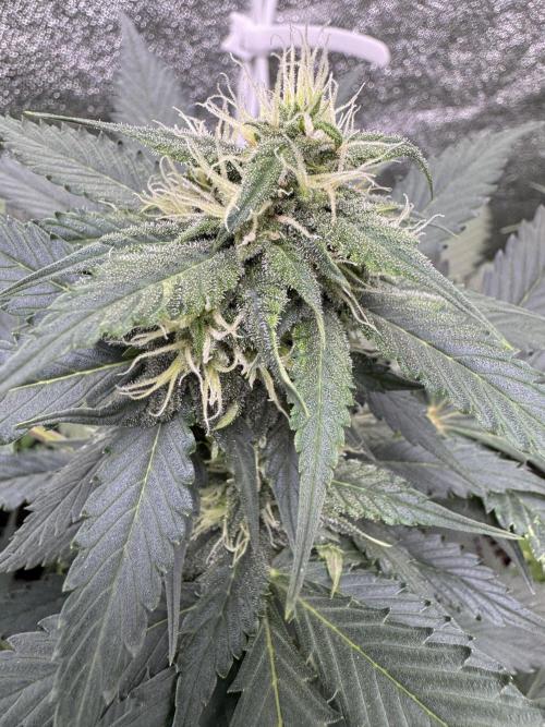 Caramel Auto - FastBuds. Week 8