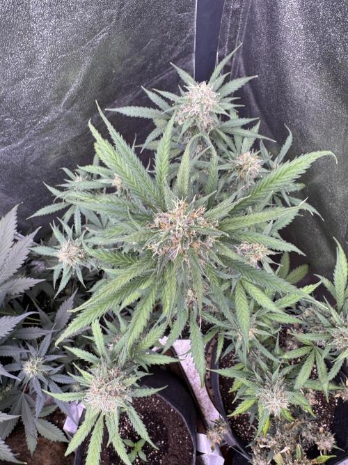 AUTO WHITE WIDOW - Divine Seeds. Week 10