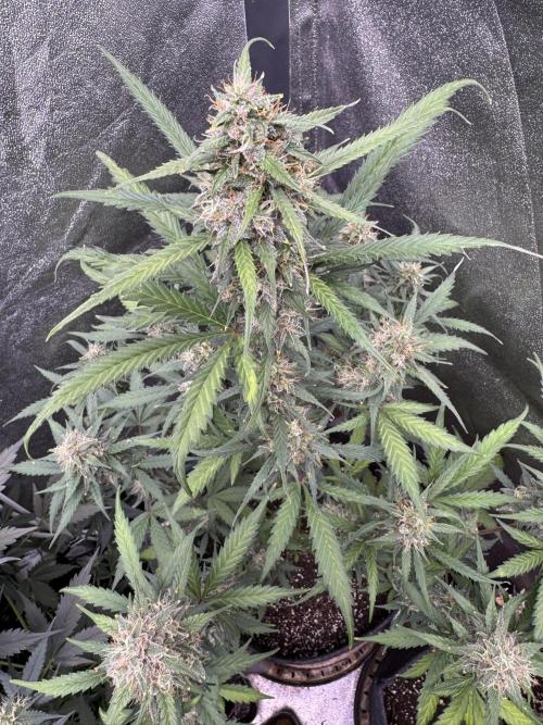 AUTO WHITE WIDOW - Divine Seeds. Week 10