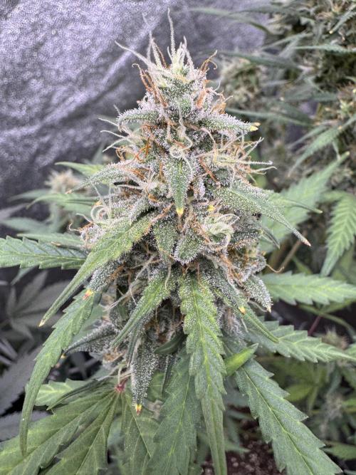 AUTO WHITE WIDOW - Divine Seeds. Week 10