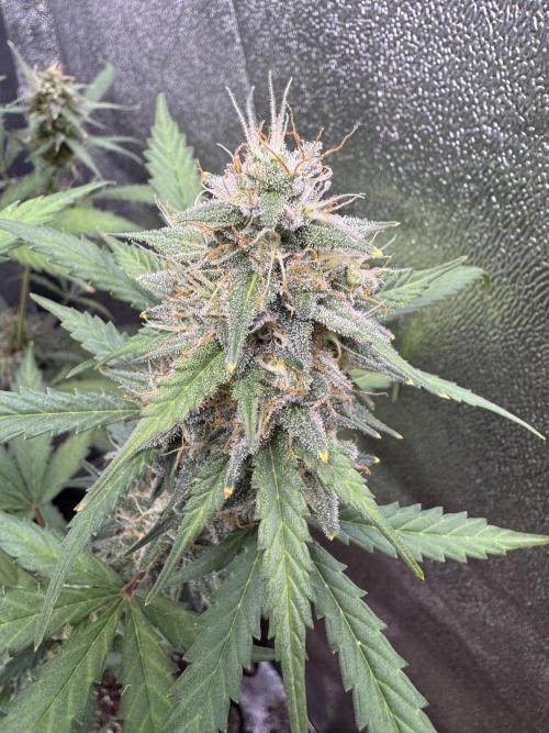 AUTO WHITE WIDOW - Divine Seeds. Week 10