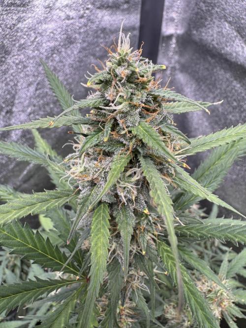 AUTO WHITE WIDOW - Divine Seeds. Week 10