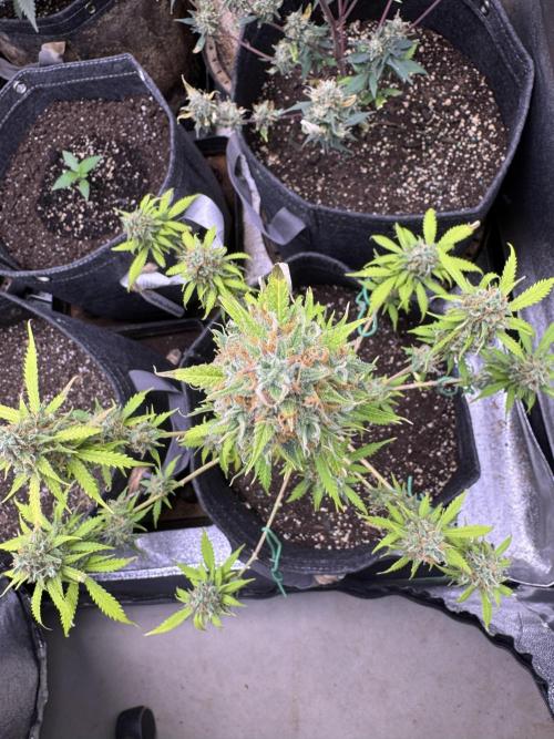 Elephant Berry Auto. Week 12