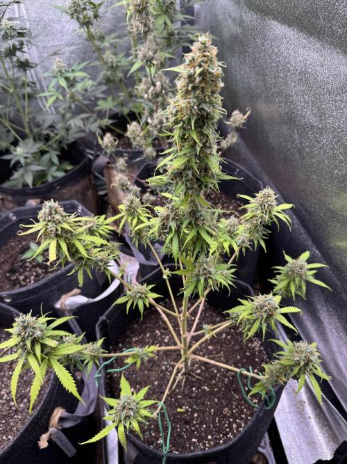 Elephant Berry Auto. Week 12