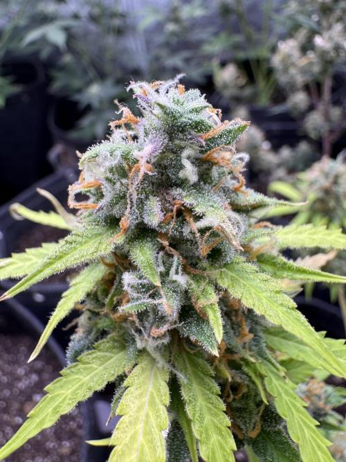 Elephant Berry Auto. Week 12