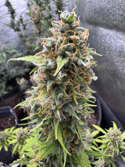 Elephant Berry Auto. Week 12