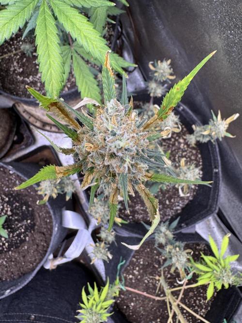 Zkittelz XL Auto - Ganja Farmer Seeds. Week 11