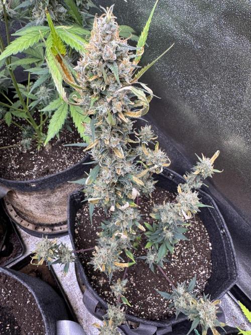 Zkittelz XL Auto - Ganja Farmer Seeds. Week 11