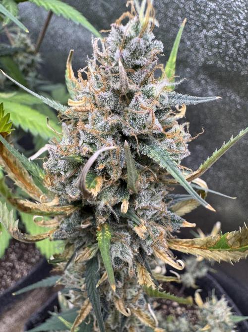 Zkittelz XL Auto - Ganja Farmer Seeds. Week 11