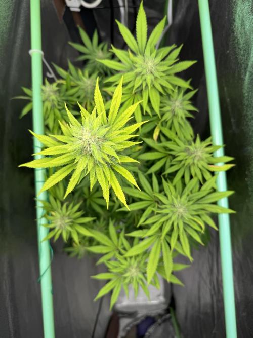 Big Demon by Divine Seeds. Week 15