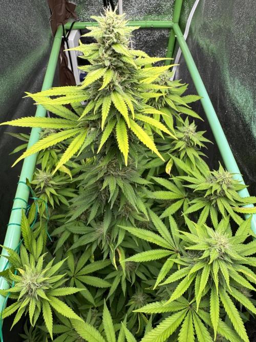 Big Demon by Divine Seeds. Week 15