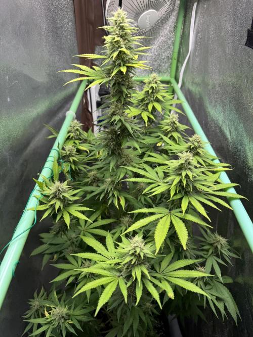 Big Demon by Divine Seeds. Week 15