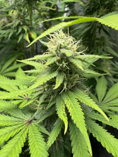 Big Demon by Divine Seeds. Week 15