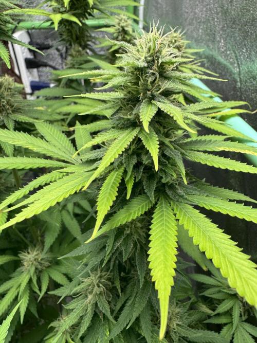 Big Demon by Divine Seeds. Week 15