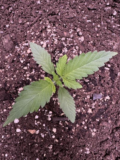 Sour Apple X Strawberry Gorilla Auto. Week 3