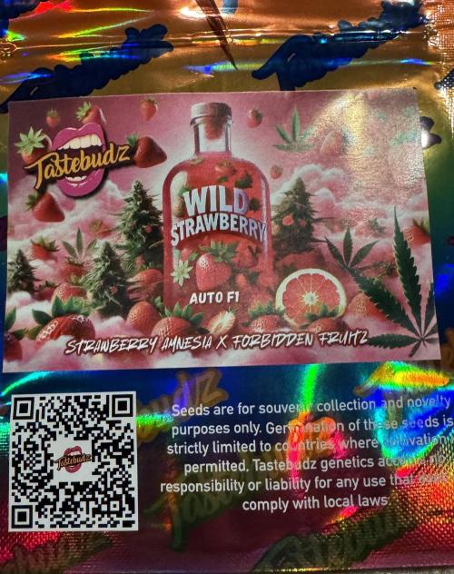 Wild Strawberry F1 Auto Run 2-TasteBudz. Week 0