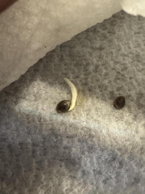 Wild Strawberry F1 Auto Run 2-TasteBudz. Week 0