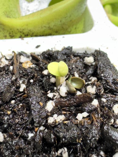 Wild Strawberry F1 Auto Run 2-TasteBudz. Week 0