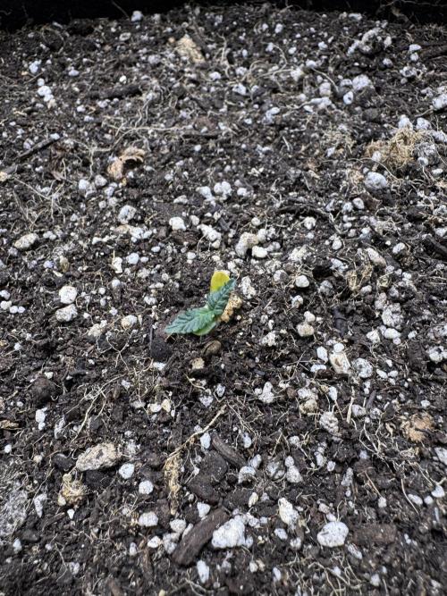 Purple Tangie Auto - Supernatural Seeds. Week 1