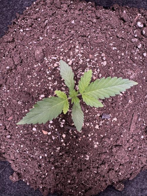 Sour Apple X Strawberry Gorilla Auto. Week 3