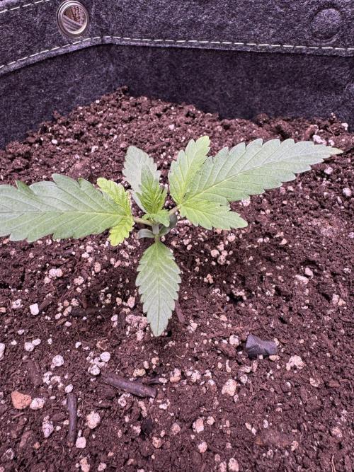 Sour Apple X Strawberry Gorilla Auto. Week 3