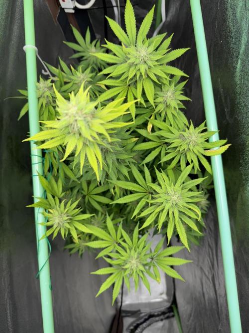 Big Demon by Divine Seeds. Week 15