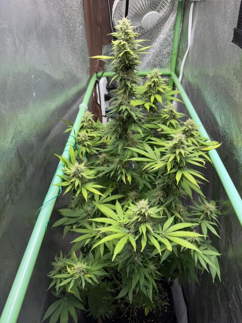 Big Demon by Divine Seeds. Week 15