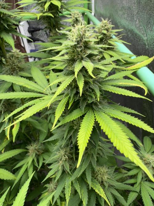 Big Demon by Divine Seeds. Week 15