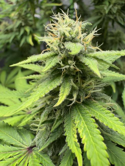 Big Demon by Divine Seeds. Week 15