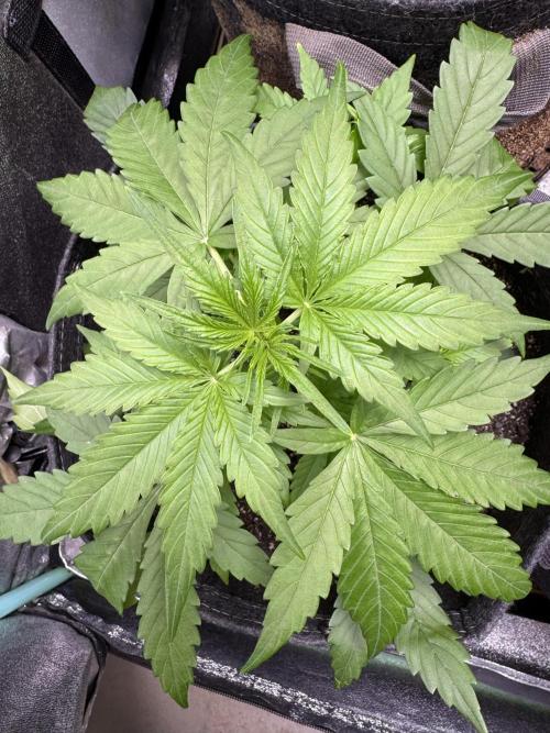 Apple Betty Auto from Herbies Seeds. Week 4