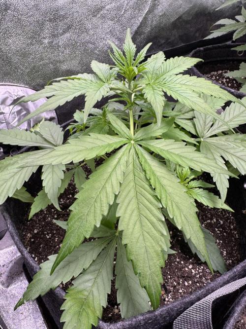 Apple Betty Auto from Herbies Seeds. Week 4