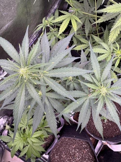 Wurlz F1 Autoflower - Zamnesia Seeds. Week 6