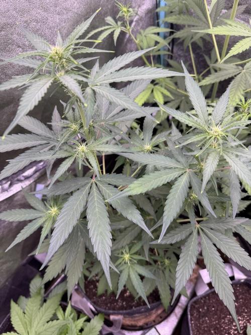 Wurlz F1 Autoflower - Zamnesia Seeds. Week 6