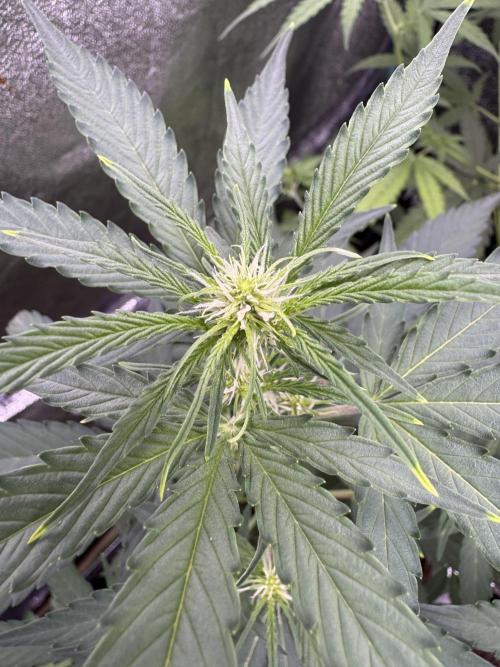 Wurlz F1 Autoflower - Zamnesia Seeds. Week 6