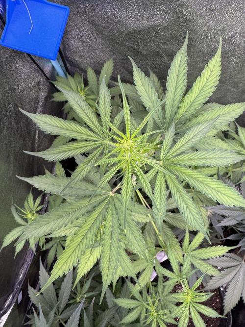 CBD Lemon Auto - Herbies Seeds. Week 6