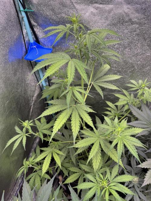 CBD Lemon Auto - Herbies Seeds. Week 6