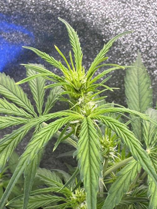 CBD Lemon Auto - Herbies Seeds. Week 6