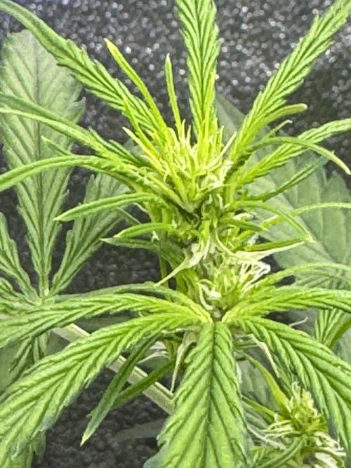 CBD Lemon Auto - Herbies Seeds. Week 6