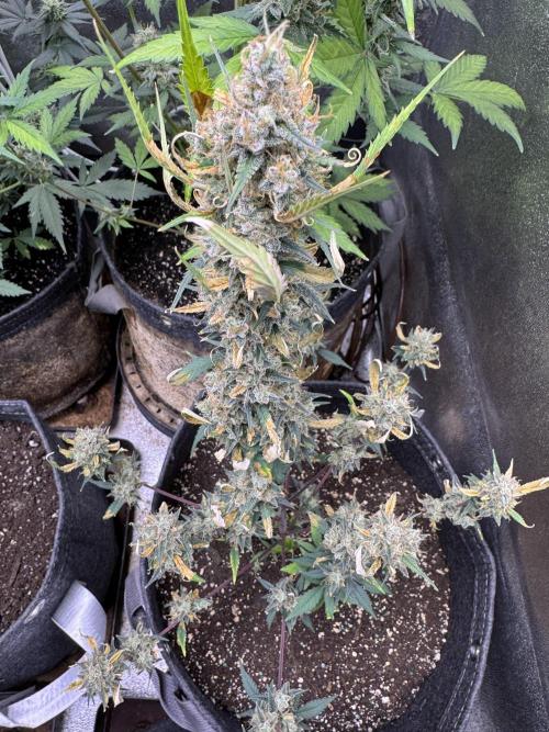 Zkittelz XL Auto - Ganja Farmer Seeds. Week 12