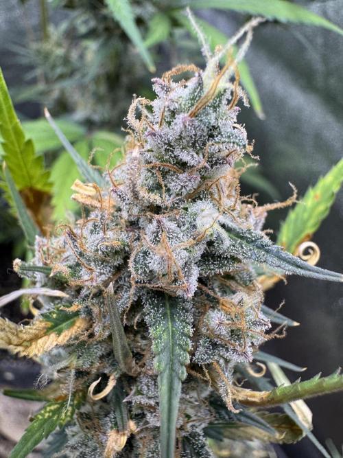 Zkittelz XL Auto - Ganja Farmer Seeds. Week 12