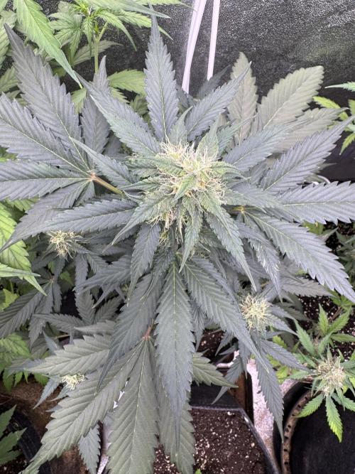 Caramel Auto - FastBuds. Week 8