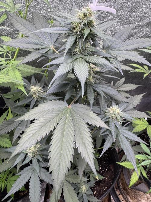 Caramel Auto - FastBuds. Week 8