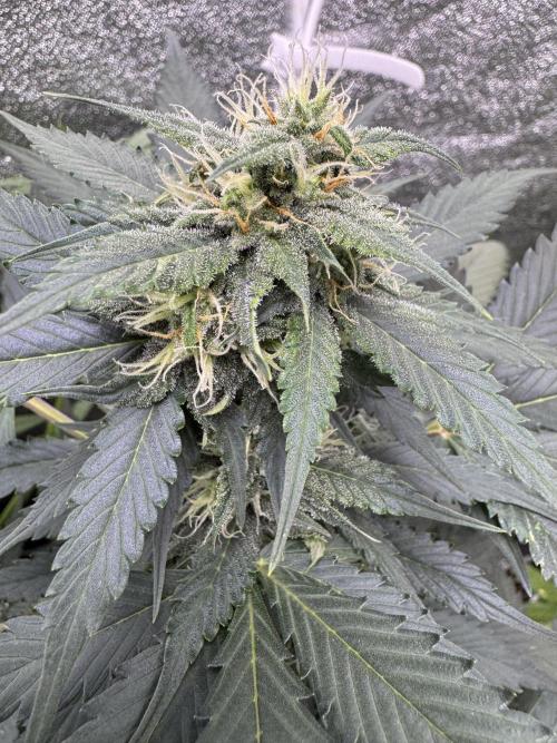 Caramel Auto - FastBuds. Week 8