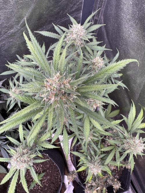 AUTO WHITE WIDOW - Divine Seeds. Week 10