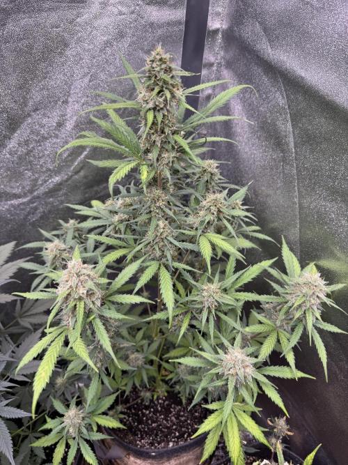 AUTO WHITE WIDOW - Divine Seeds. Week 10