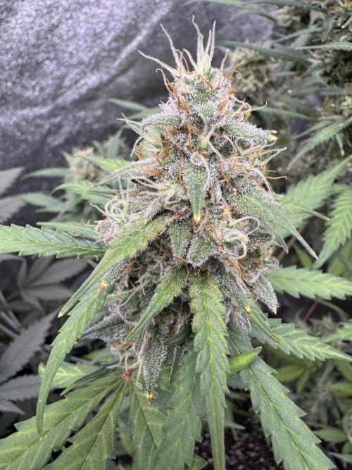 AUTO WHITE WIDOW - Divine Seeds. Week 10