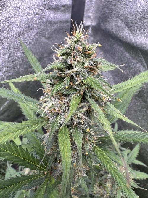 AUTO WHITE WIDOW - Divine Seeds. Week 10