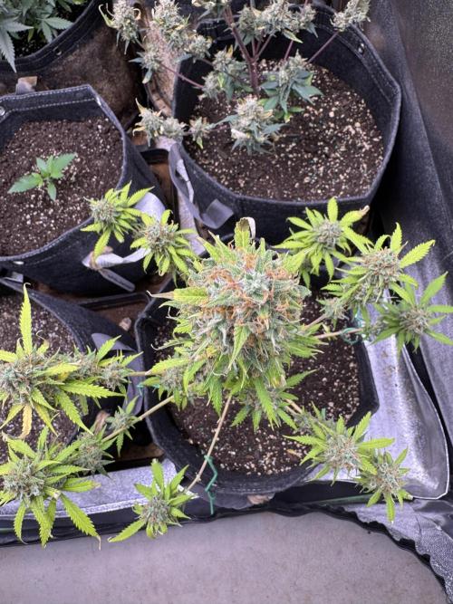 Elephant Berry Auto. Week 12