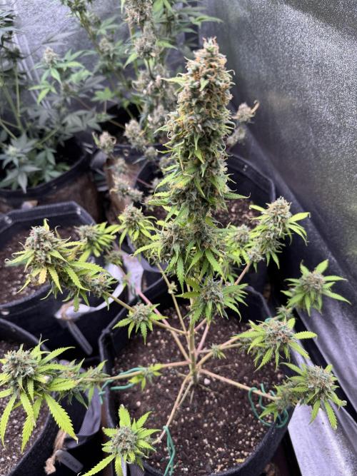 Elephant Berry Auto. Week 12