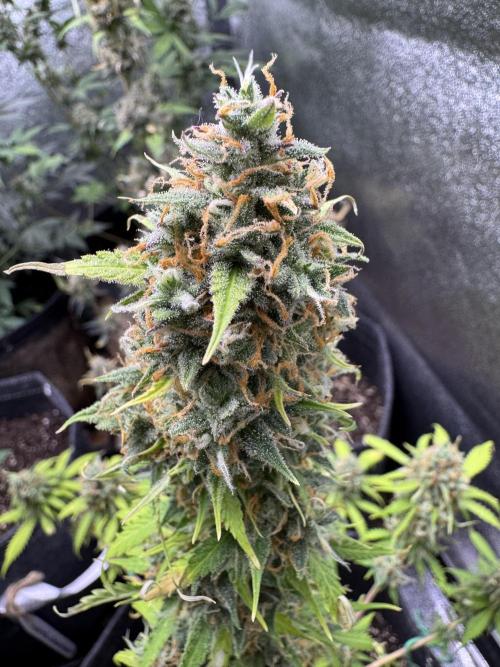 Elephant Berry Auto. Week 12